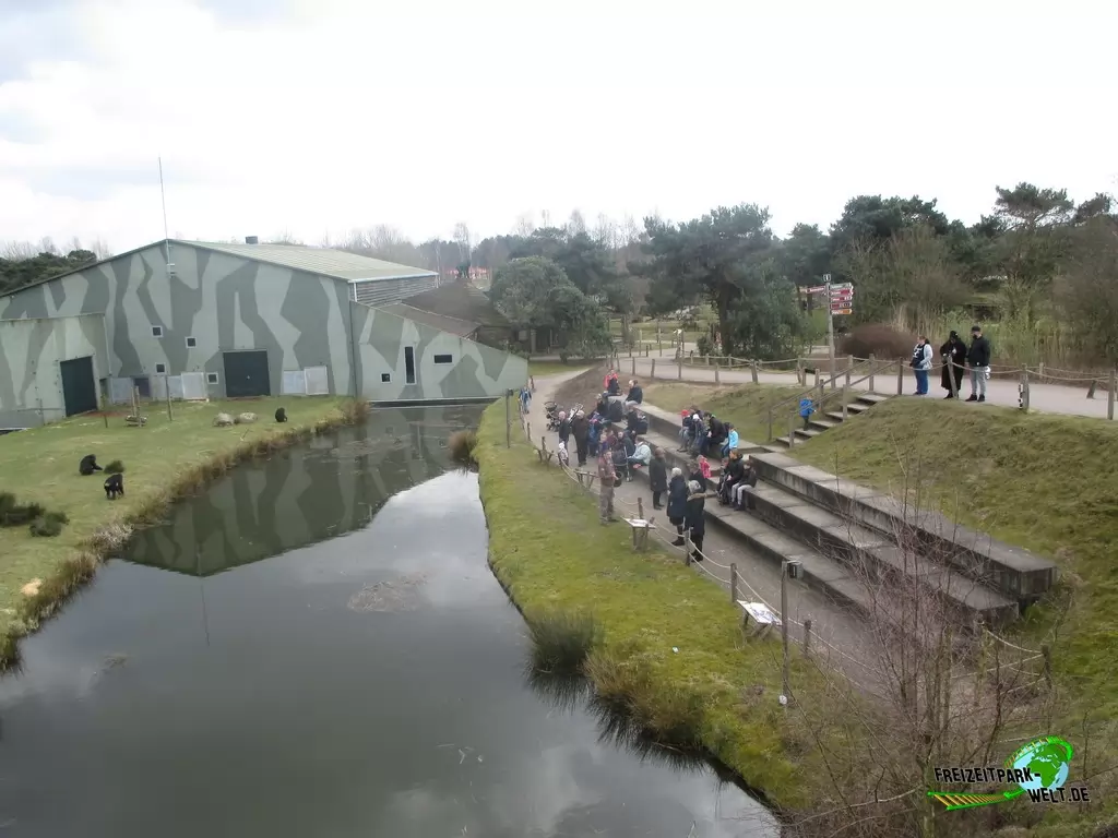 Schimpanse im Beekse Bergen - 2018: Schimpansenfütterung