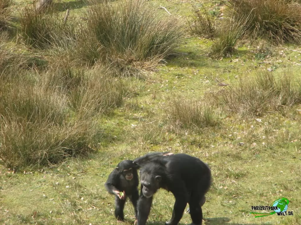Schimpanse im Beekse Bergen - 2018