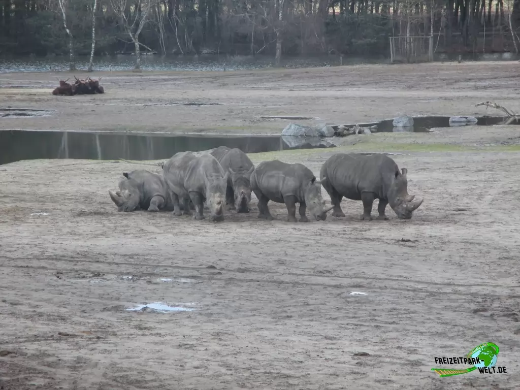Breitmaul-Nashorn im Beekse Bergen - 2018