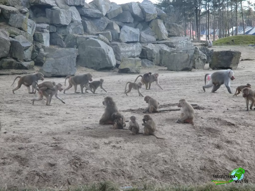 Paviane im Beekse Bergen - 2018