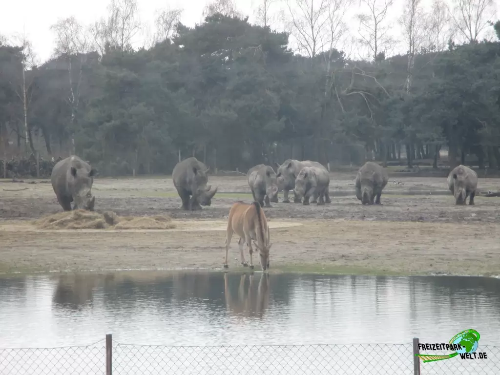 Breitmaul-Nashorn im Beekse Bergen - 2018