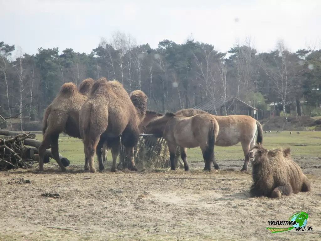 Trampeltier im Beekse Bergen - 2018