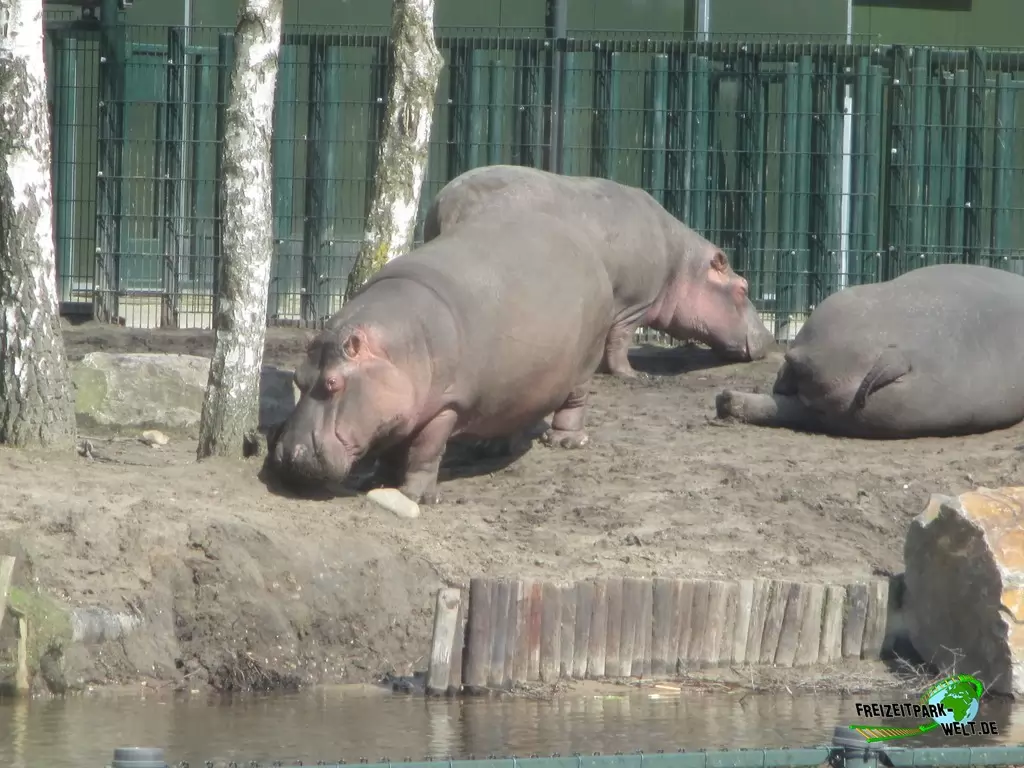 Flusspferd im Beekse Bergen - 2018