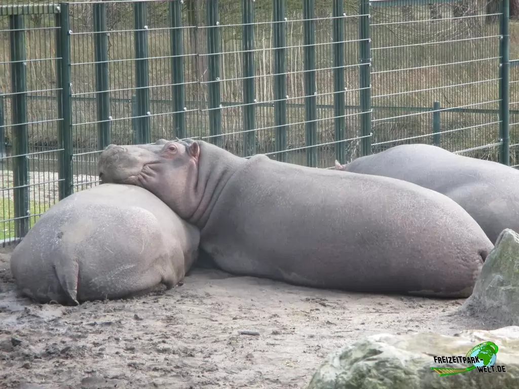 Flusspferd im Beekse Bergen - 2018