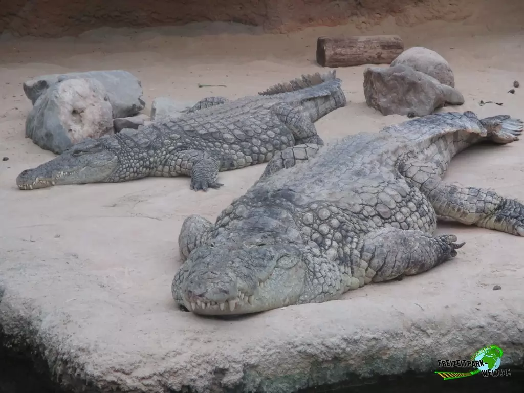 Nilkrokodil im Beekse Bergen - 2018