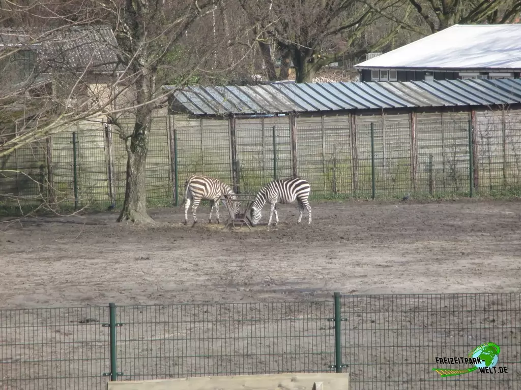 Grevyzebra im Beekse Bergen - 2018