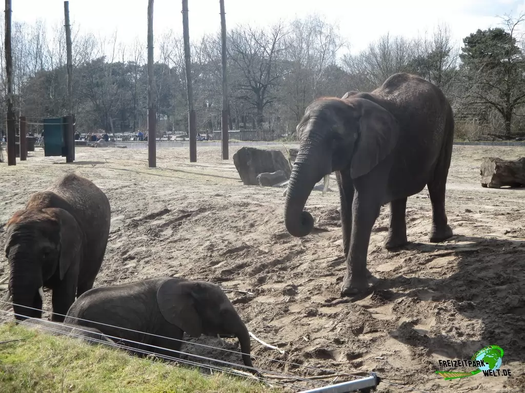 Afrikanischer Elefant im Beekse Bergen - 2018