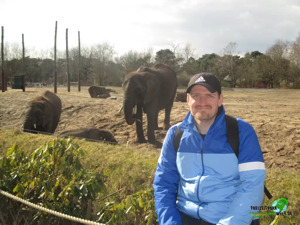 Afrikanischer Elefant im Beekse Bergen - 2018