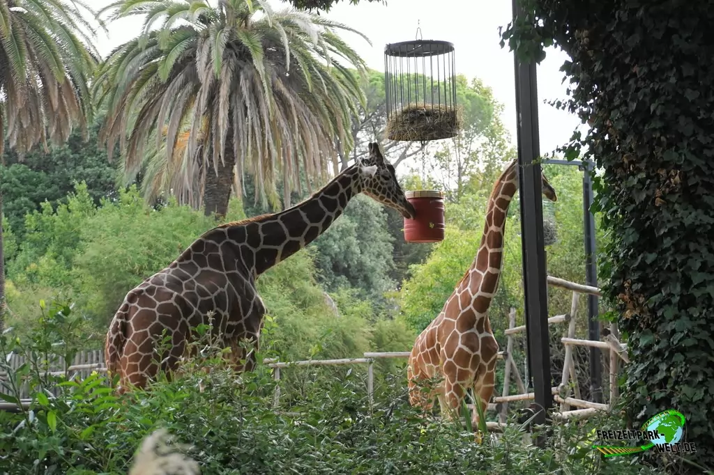 Giraffe im Bioparco di Roma - 2018