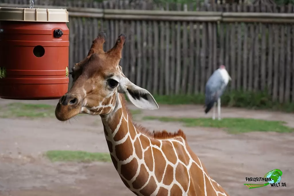 Giraffe im Bioparco di Roma - 2018