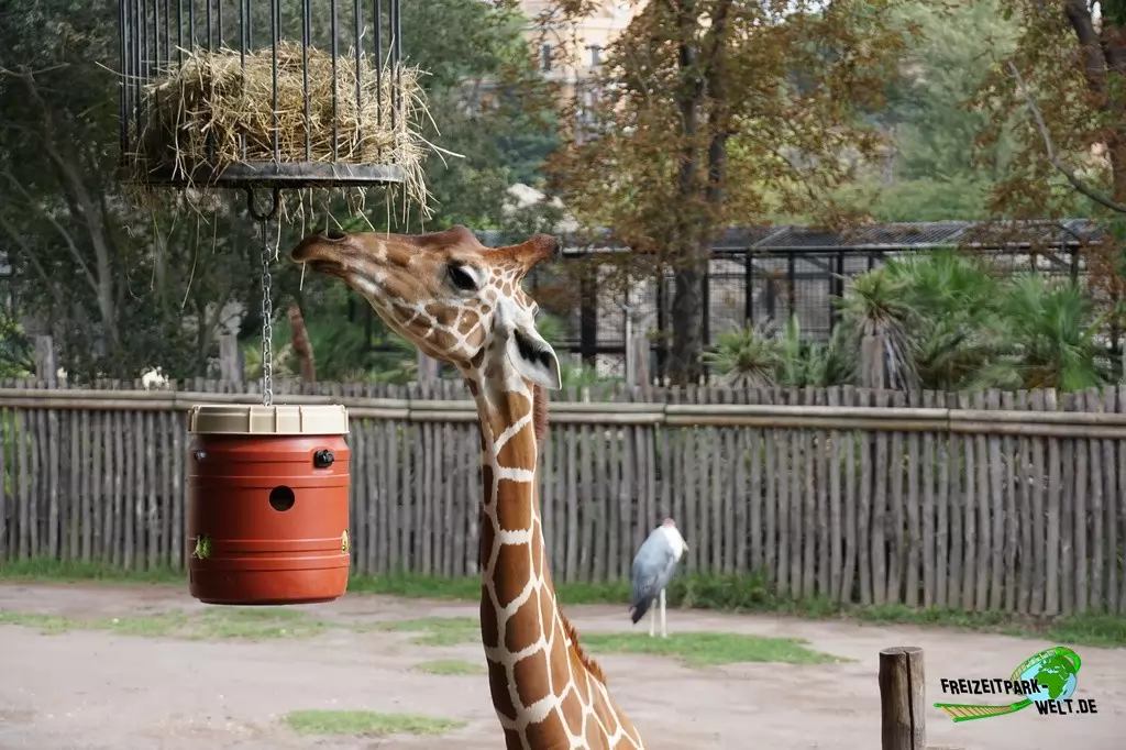 Giraffe im Bioparco di Roma - 2018