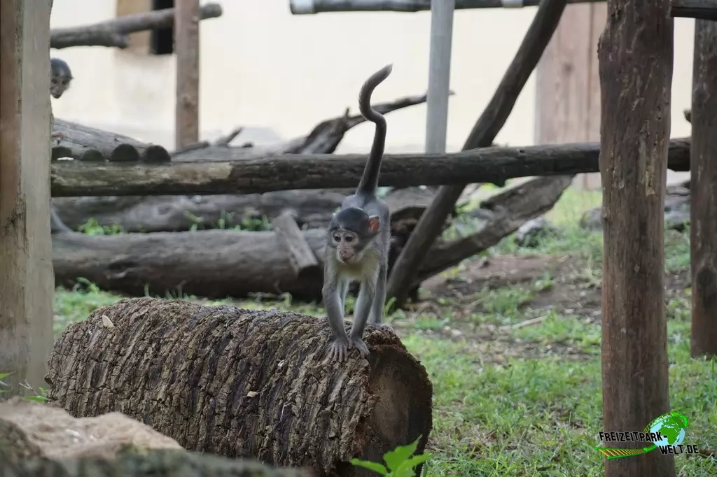 Weißnackenmangabe im Bioparco di Roma - 2018