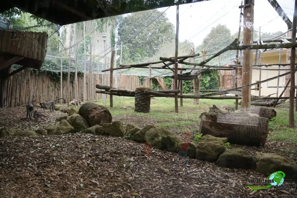 Weißnackenmangabe im Bioparco di Roma - 2018