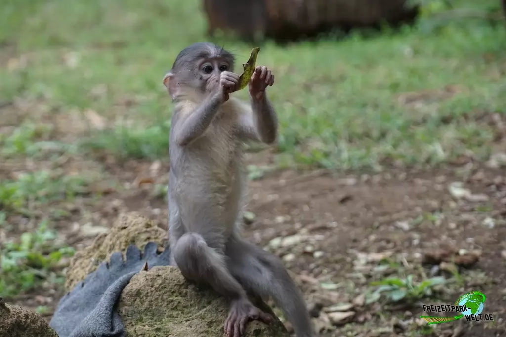 Weißnackenmangabe im Bioparco di Roma - 2018