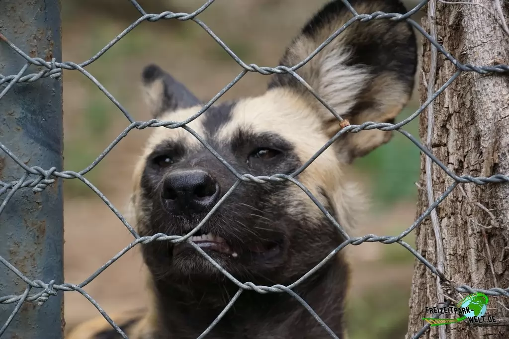 Afrikanischer Wildhund im Bioparco di Roma - 2018