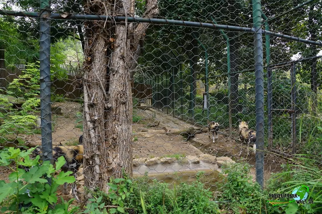 Afrikanischer Wildhund im Bioparco di Roma - 2018