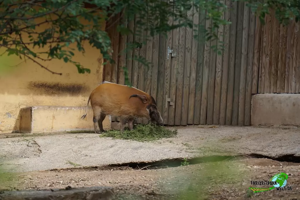 Pinselohrschwein im Bioparco di Roma - 2018