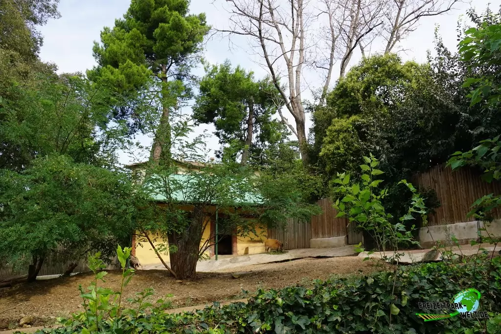 Pinselohrschwein im Bioparco di Roma - 2018