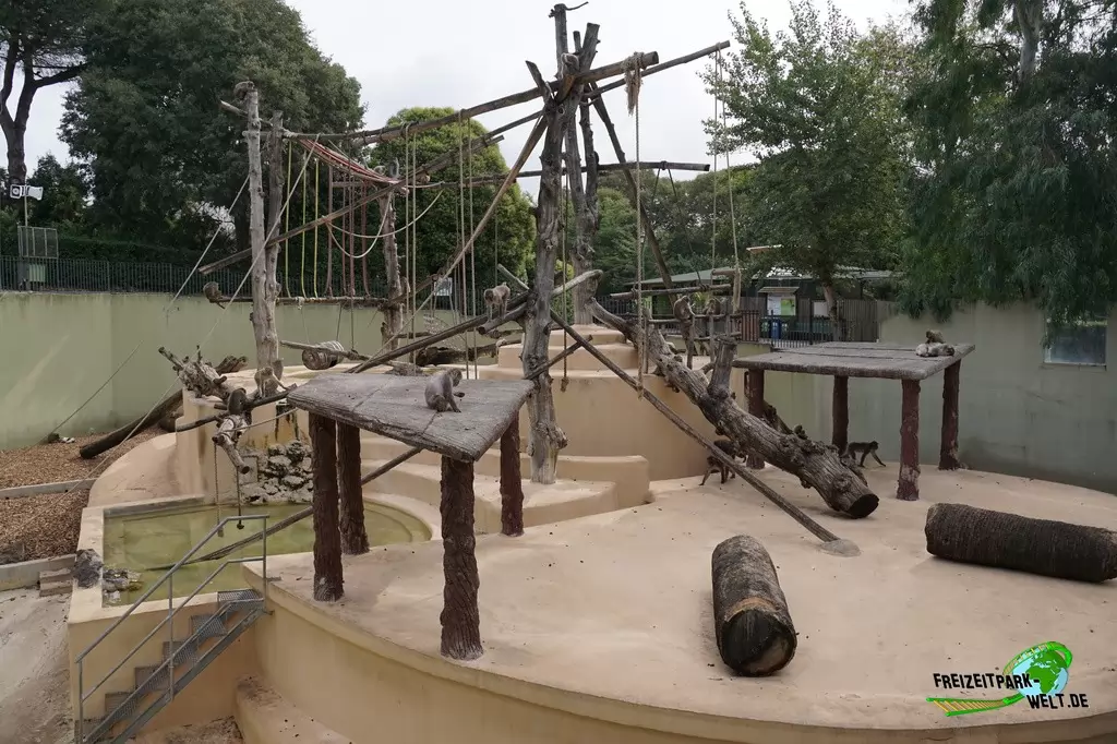 Rotgesichtsmakak im Bioparco di Roma - 2018