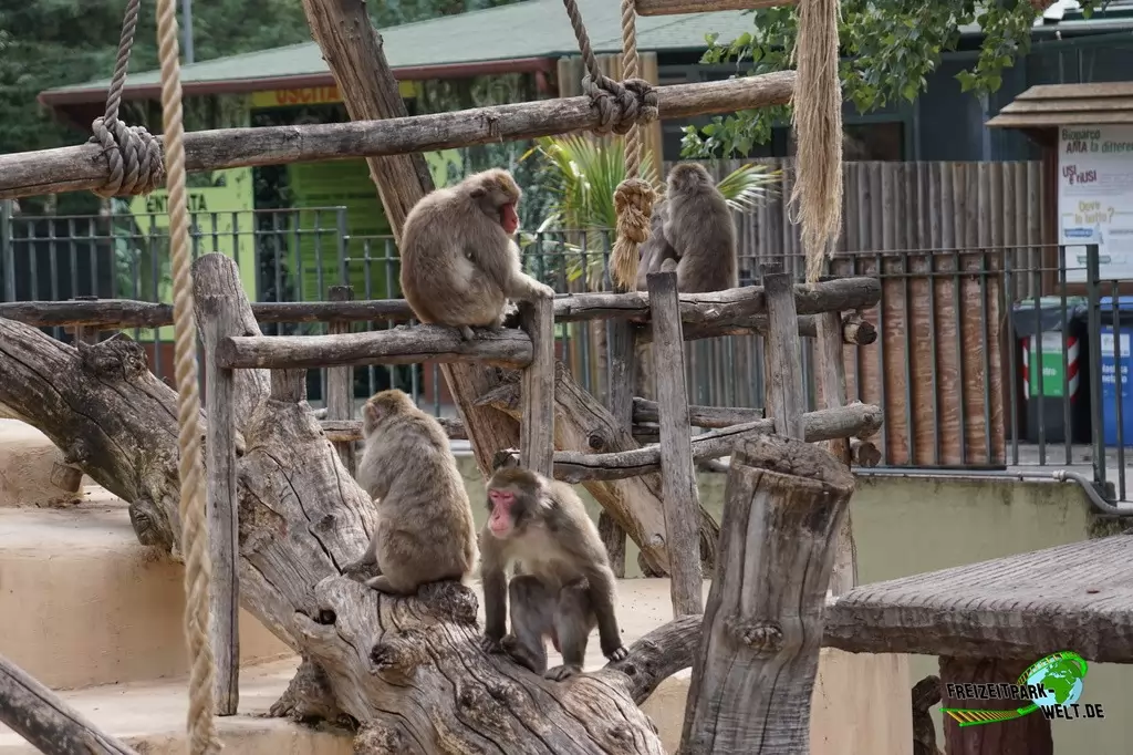 Rotgesichtsmakak im Bioparco di Roma - 2018
