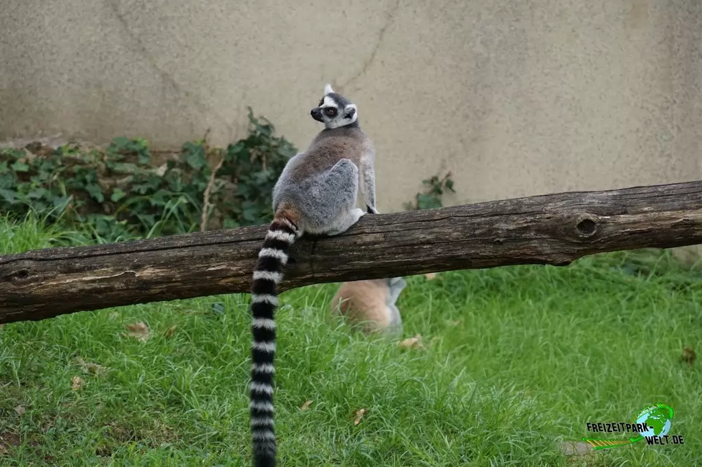 Katta im Bioparco di Roma - 2018