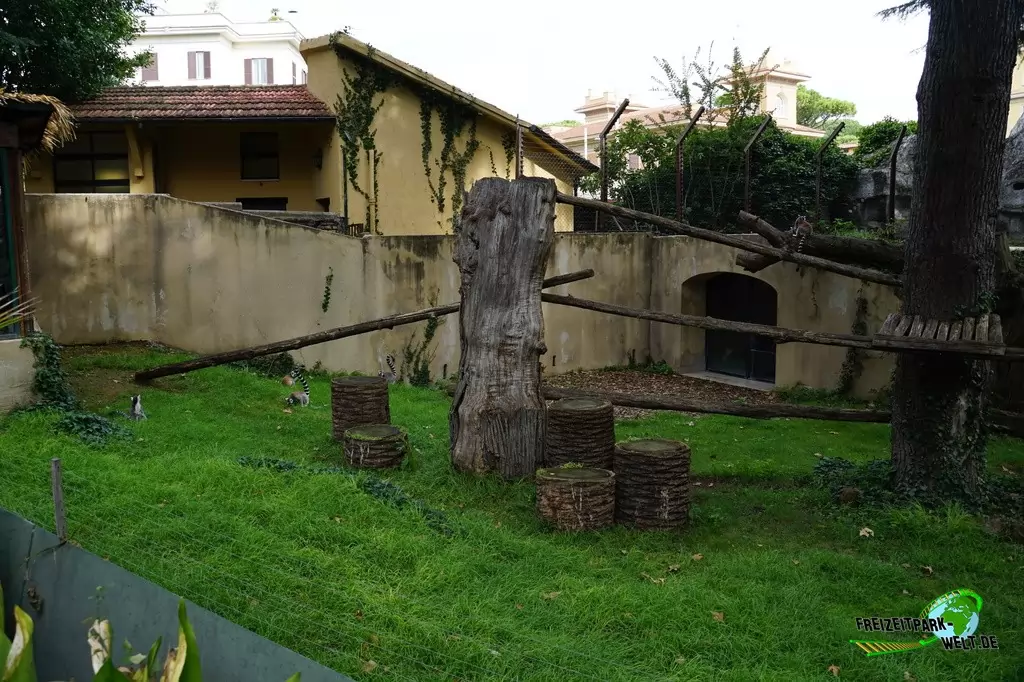 Katta im Bioparco di Roma - 2018