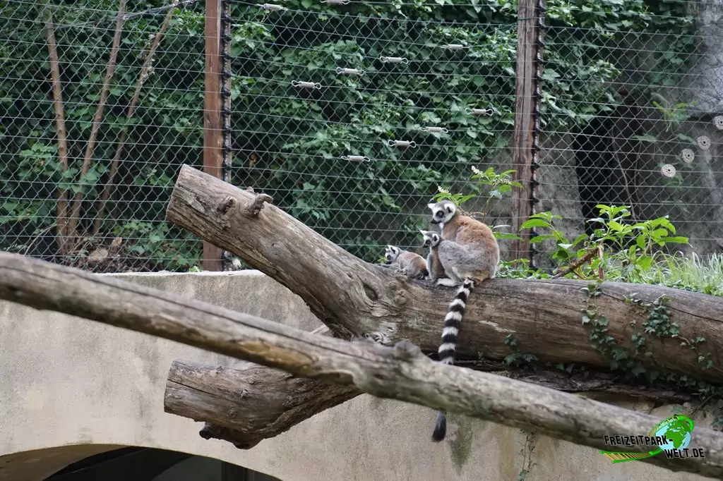 Katta im Bioparco di Roma - 2018