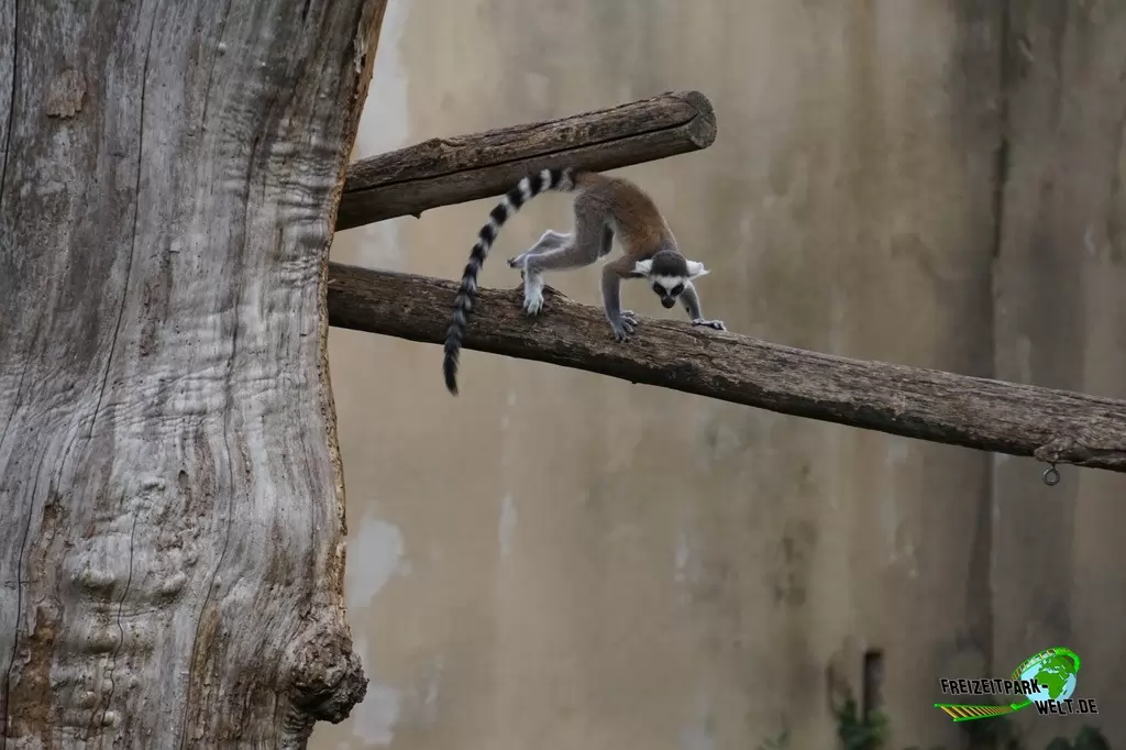 Katta im Bioparco di Roma - 2018