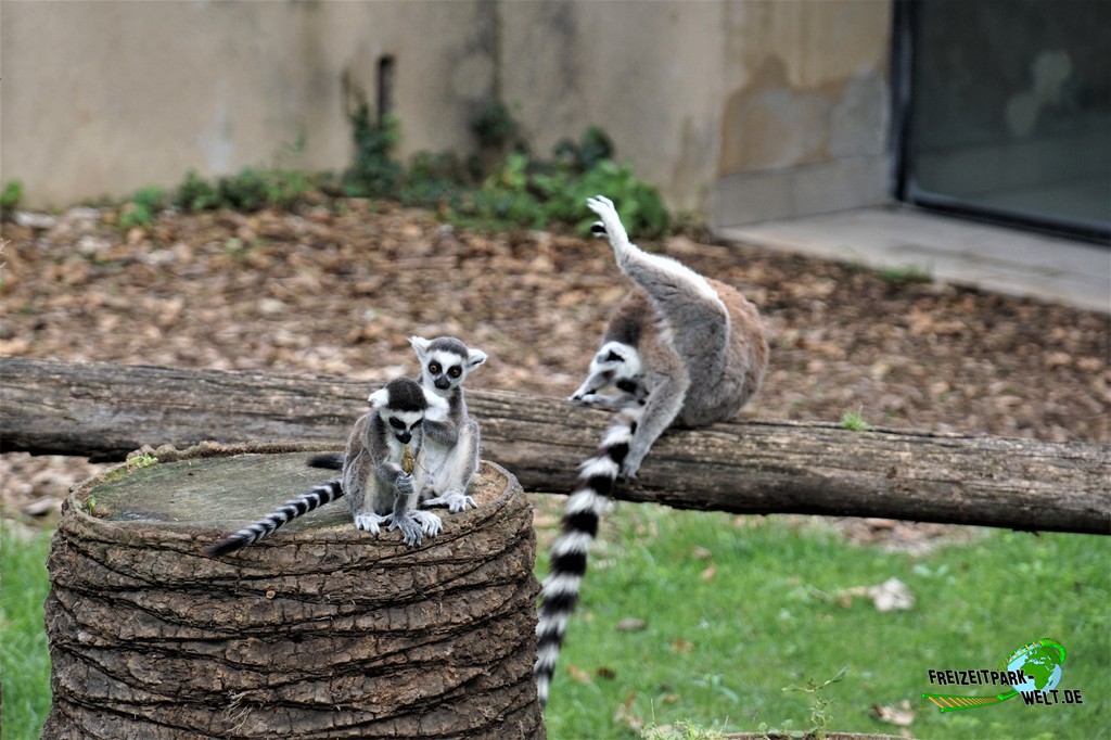 Katta im Bioparco di Roma - 2018