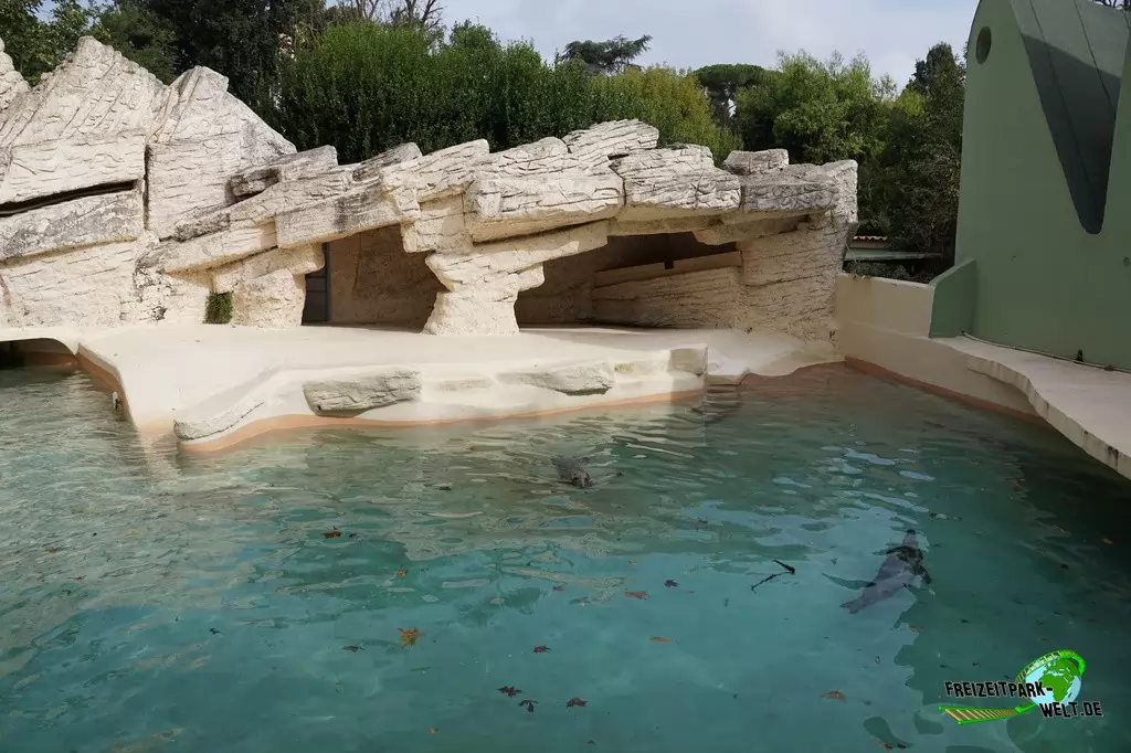 Kegelrobbe im Bioparco di Roma - 2018