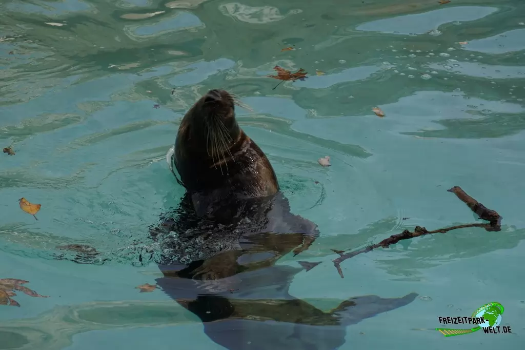 Kegelrobbe im Bioparco di Roma - 2018