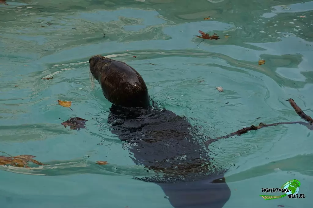 Kegelrobbe im Bioparco di Roma - 2018