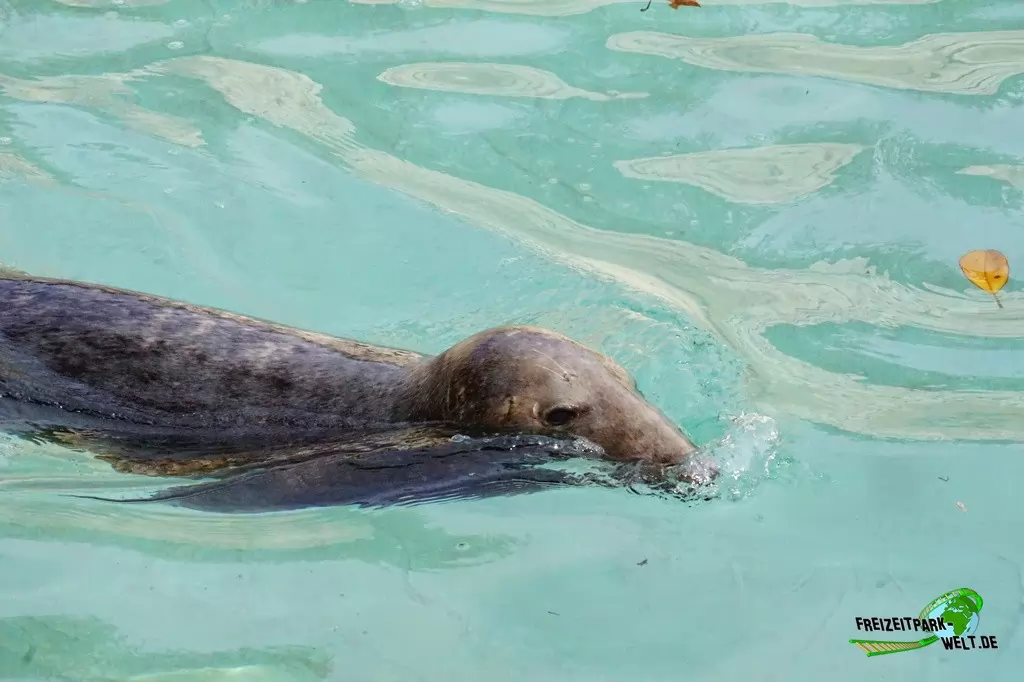 Kegelrobbe im Bioparco di Roma - 2018