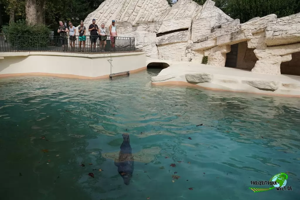Kegelrobbe im Bioparco di Roma - 2018