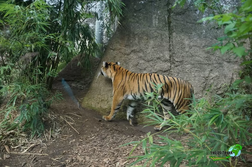 Sumatra Tiger im Bioparco di Roma - 2018