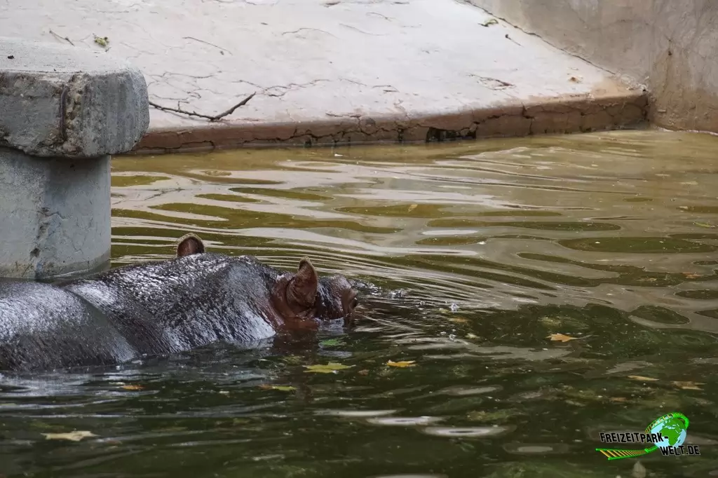 Zwergflusspferd im Bioparco di Roma - 2018