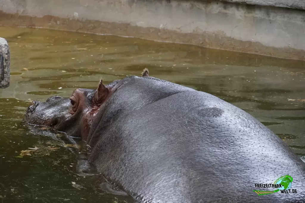 Zwergflusspferd im Bioparco di Roma - 2018