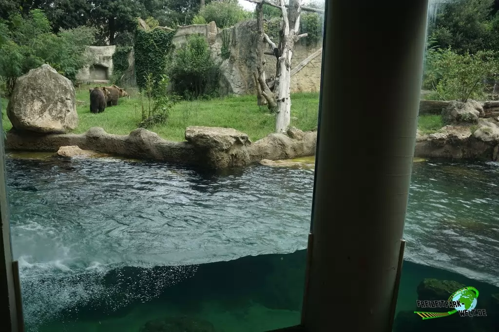 Braunbär im Bioparco di Roma - 2018