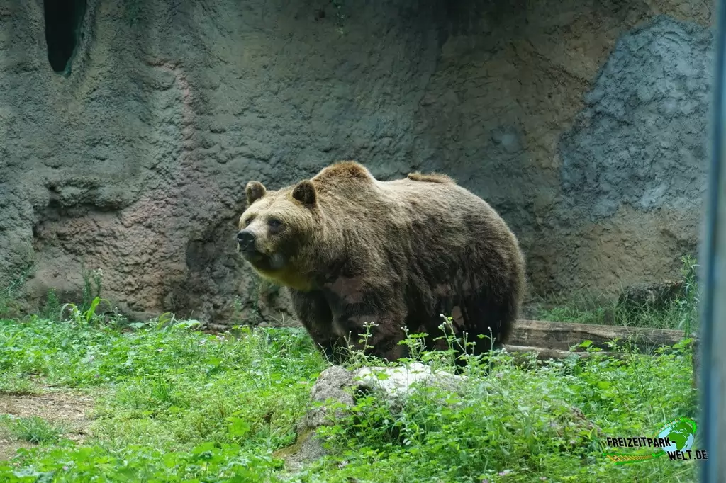 Braunbär im Bioparco di Roma - 2018