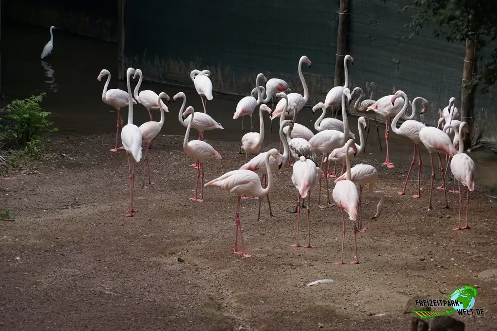 Rosaflamingo im Bioparco di Roma - 2018