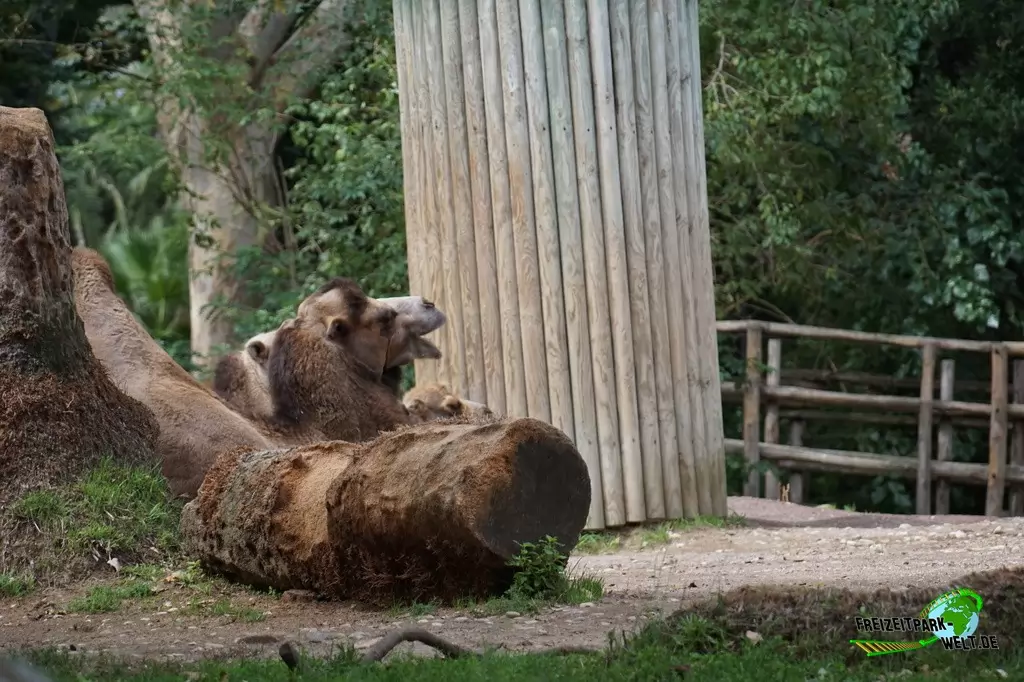 Trampeltier im Bioparco di Roma - 2018