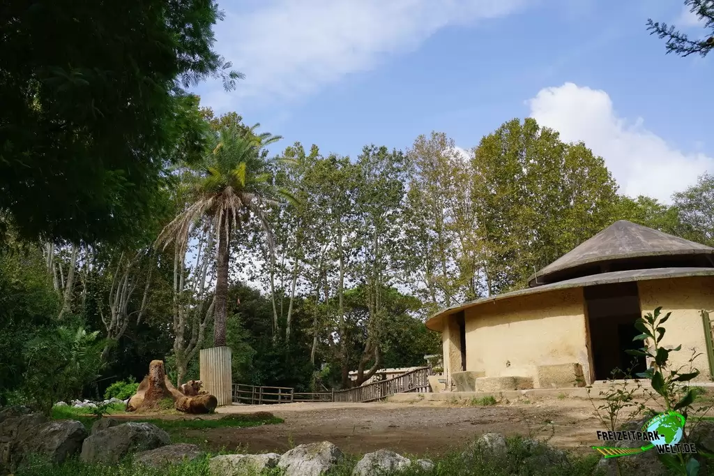 Trampeltier im Bioparco di Roma - 2018