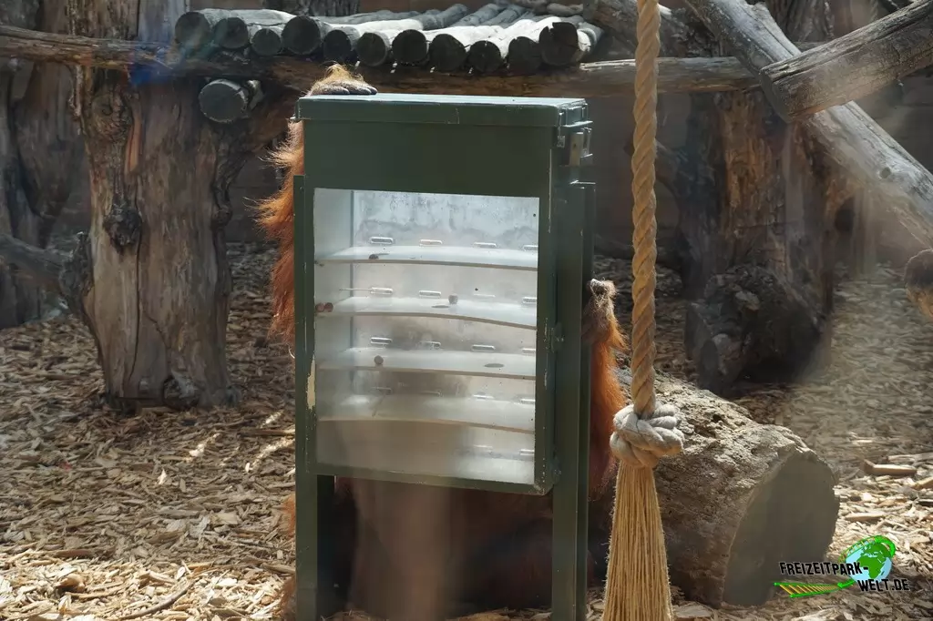 Orang-Utan im Bioparco di Roma - 2018