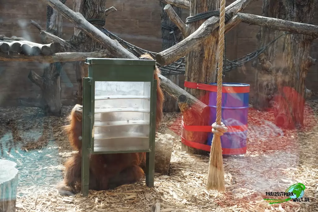 Orang-Utan im Bioparco di Roma - 2018