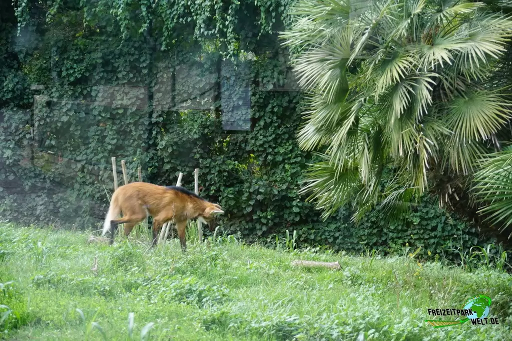Mähnenwolf im Bioparco di Roma - 2018