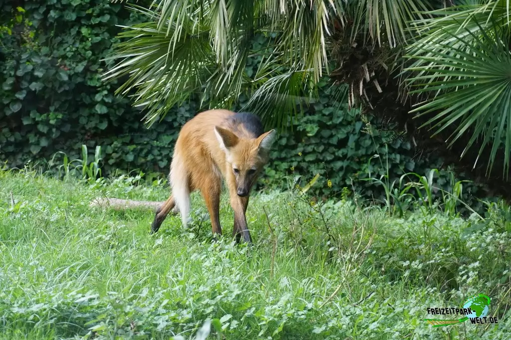 Mähnenwolf im Bioparco di Roma - 2018