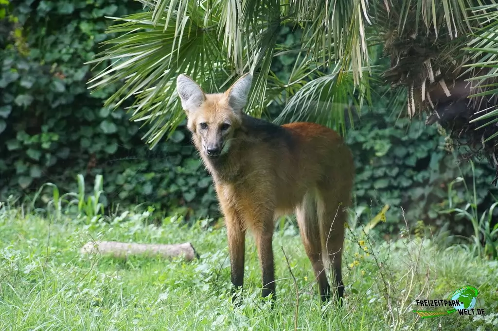 Mähnenwolf im Bioparco di Roma - 2018