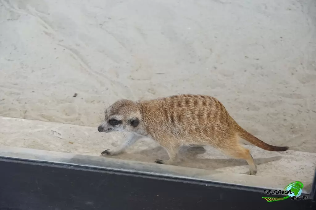 Erdmännchen im Bioparco di Roma - 2018