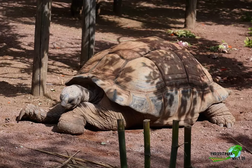 Seychellen-Riesenschildkröte im Bioparco di Roma - 2018