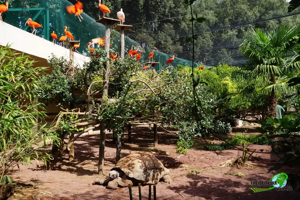 Seychellen-Riesenschildkröte im Bioparco di Roma - 2018